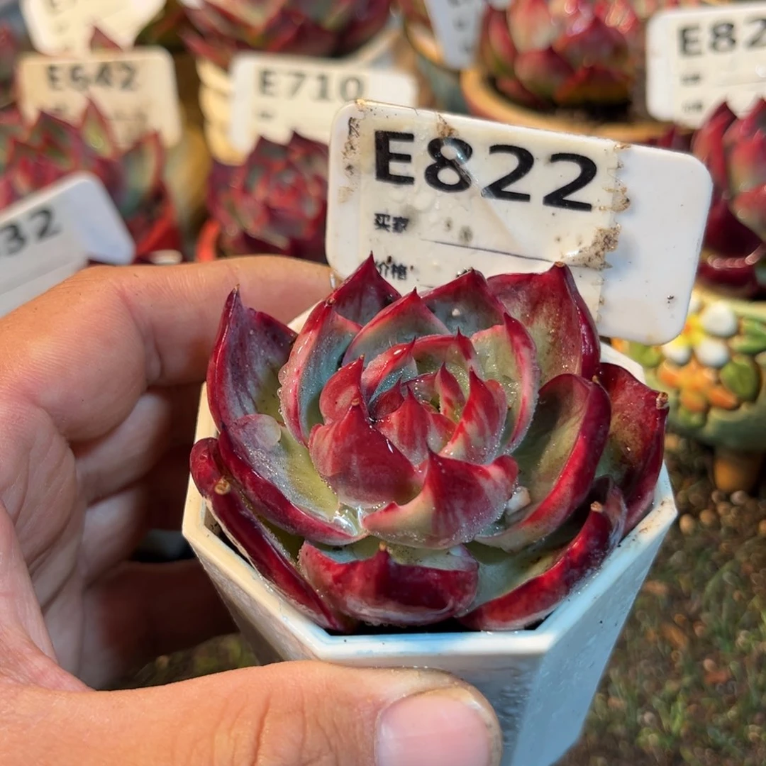 惊鸿一瞥822号多肉植物