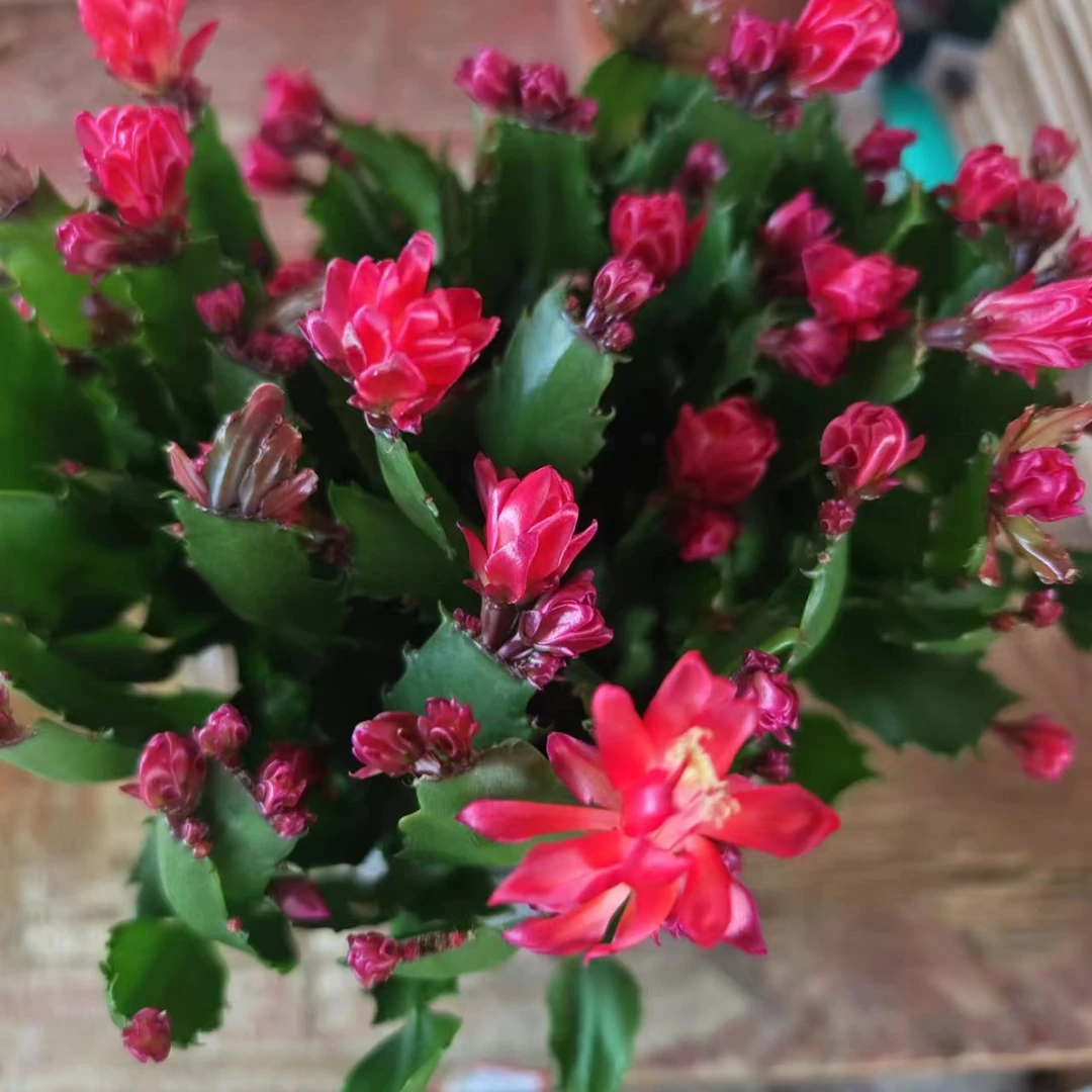 火焰金品堂蟹爪兰盆栽带花苞四季开花好养耐活适合桌面摆放