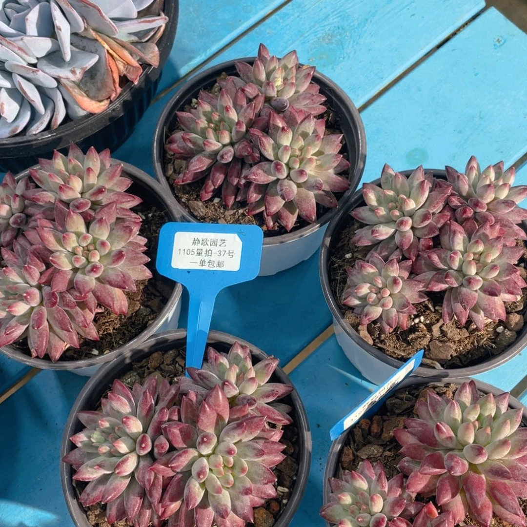 1105-37-如烟美人群生多头一颗