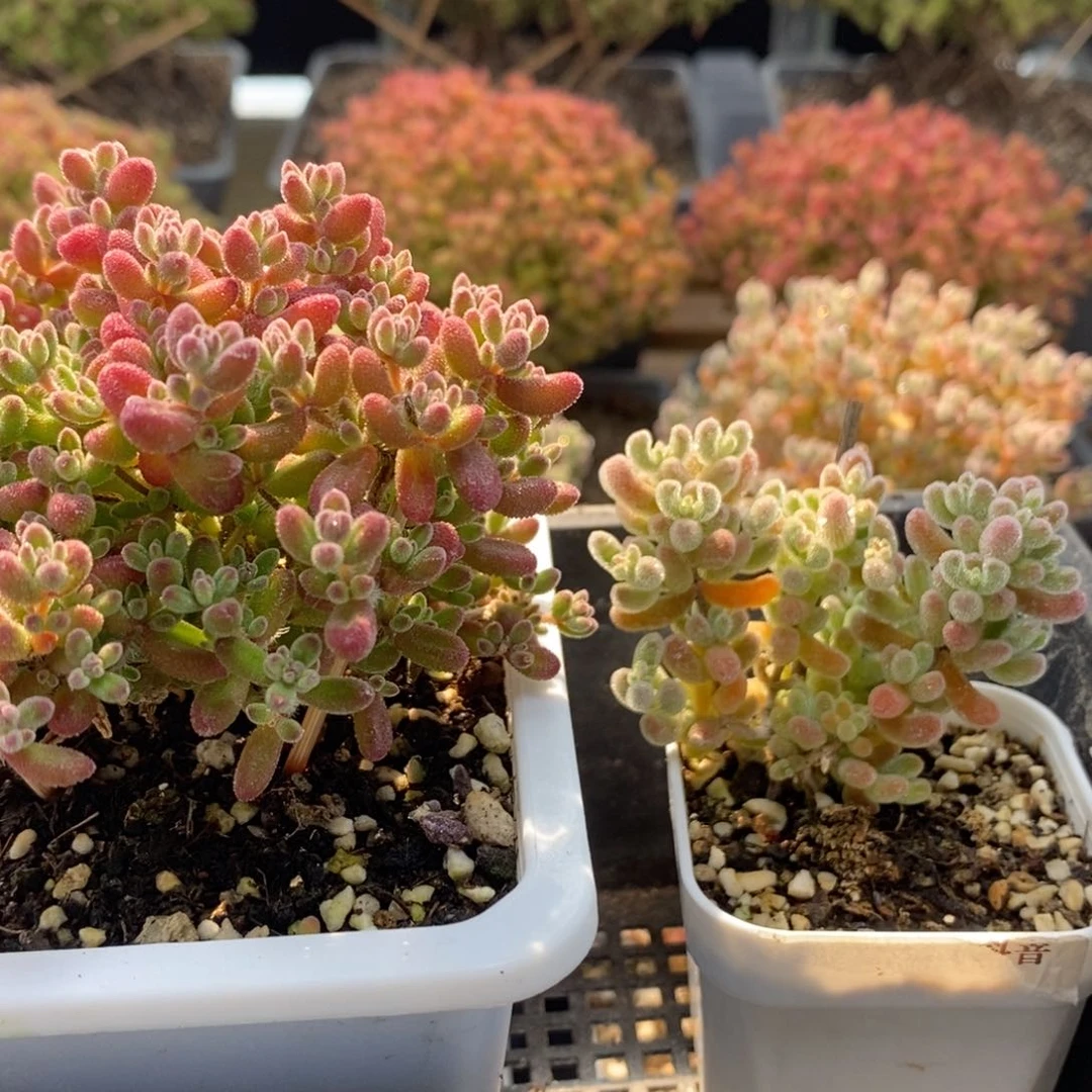 E****t组合7244枝干番杏