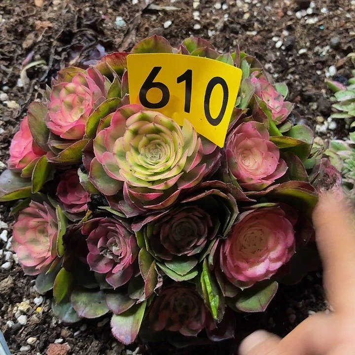 多肉植物福利610