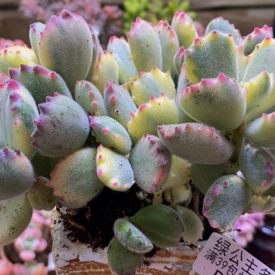 908熊童子13cm多肉不包整