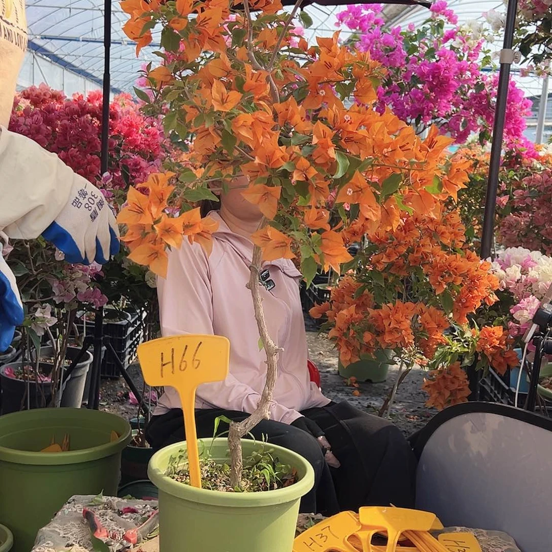 镜***悦大部分花苞少量开放H66橙桑巴