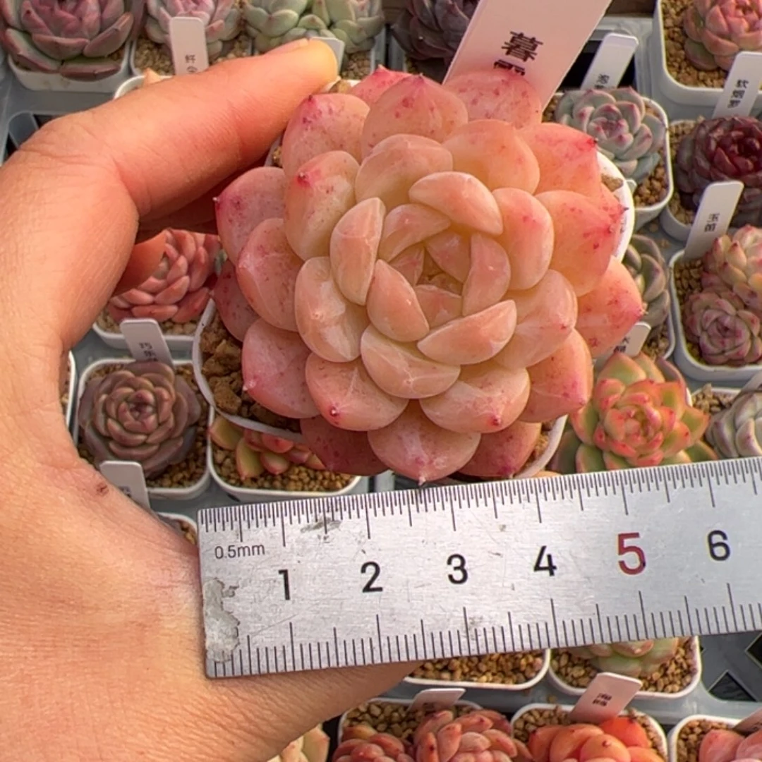 ?****?082 多肉植物组合