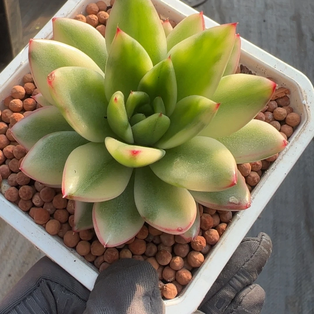 玛丽亚东云锦，覆轮锦