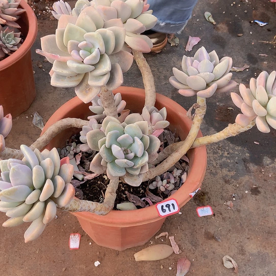 九号一物一拍多肉691冬美人锦