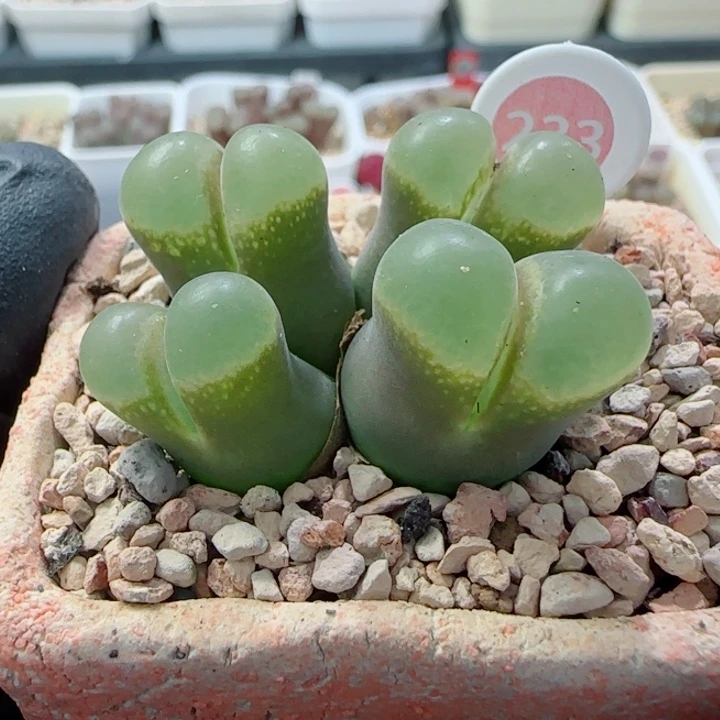 是***啊国庆特惠多肉风铃母本86号