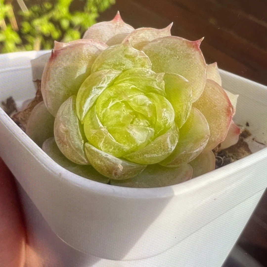 皱白吉20粒，冰透的