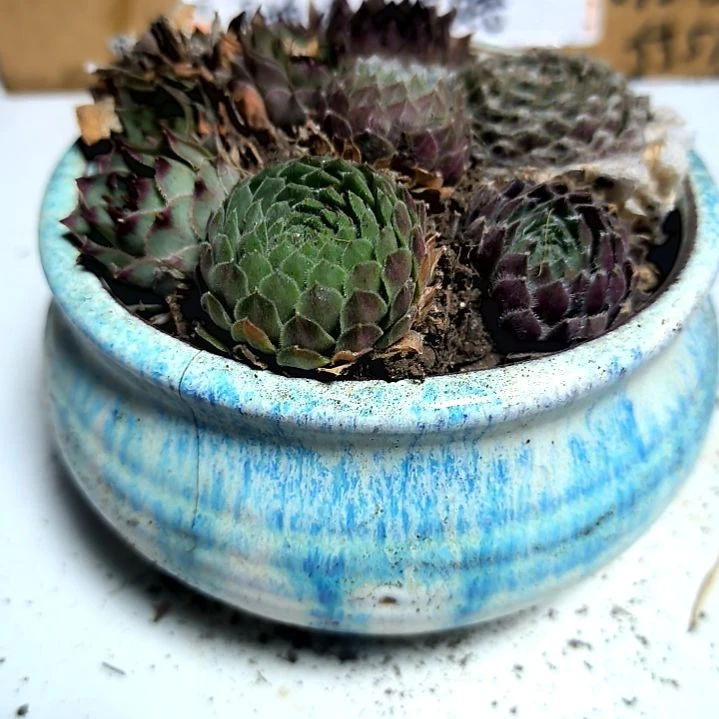 满6元包邮，长生草四颗