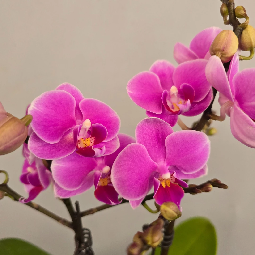 蝴蝶兰【浪漫满屋】室内花卉昆明基地直发