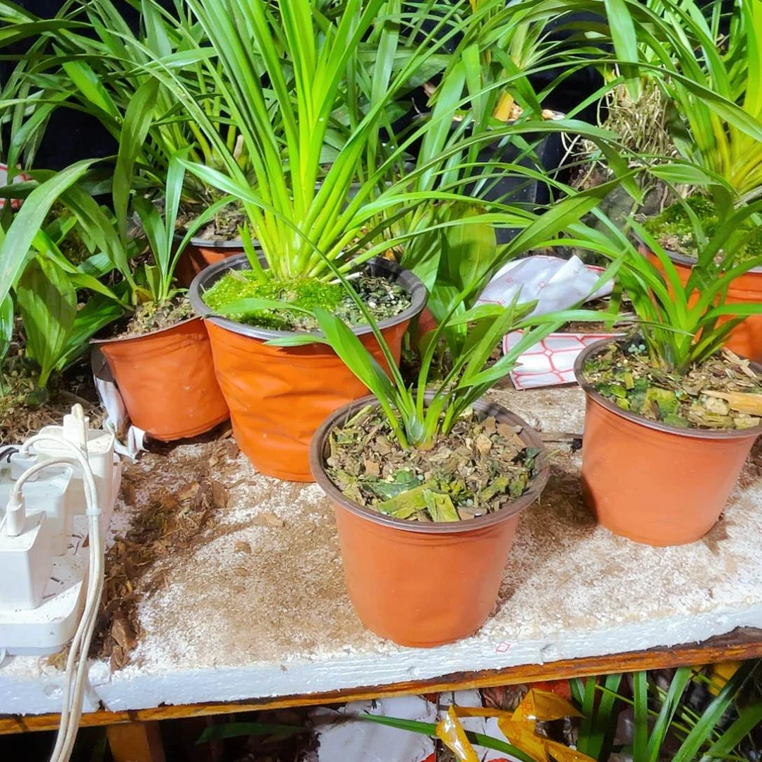 无花朵花大浓香型开花大苗情好