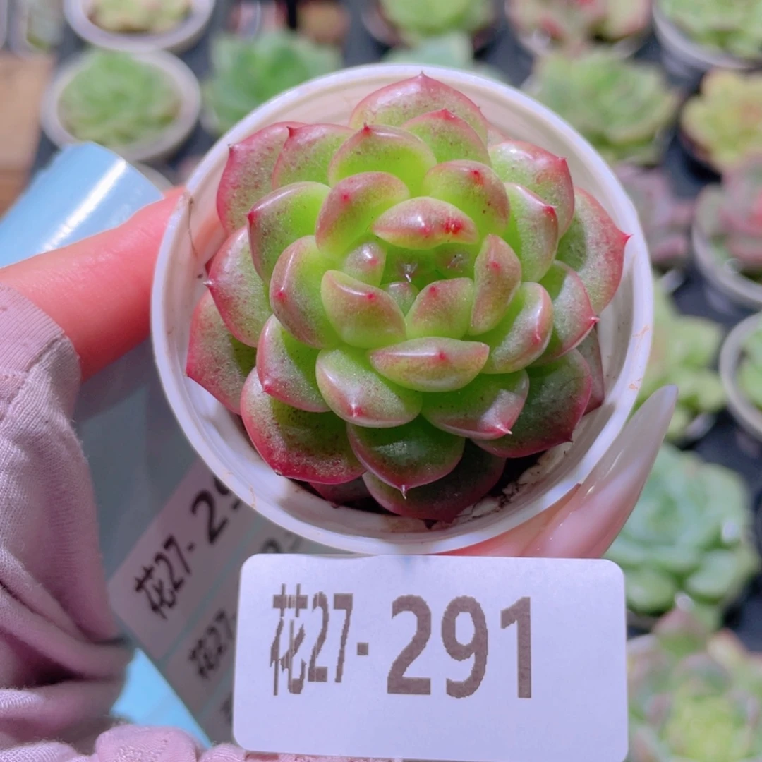 花利美27-291新品