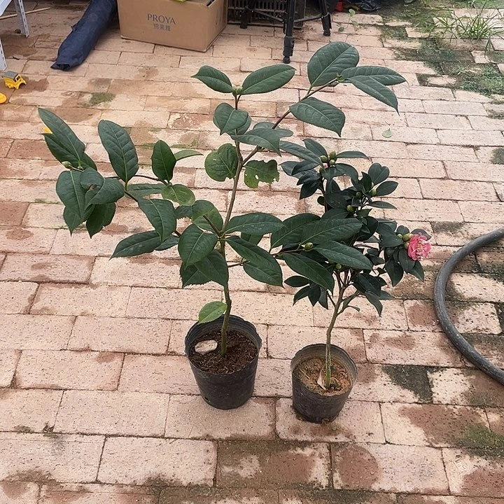大部分开放少量花苞，帕克斯，欢乐聚会