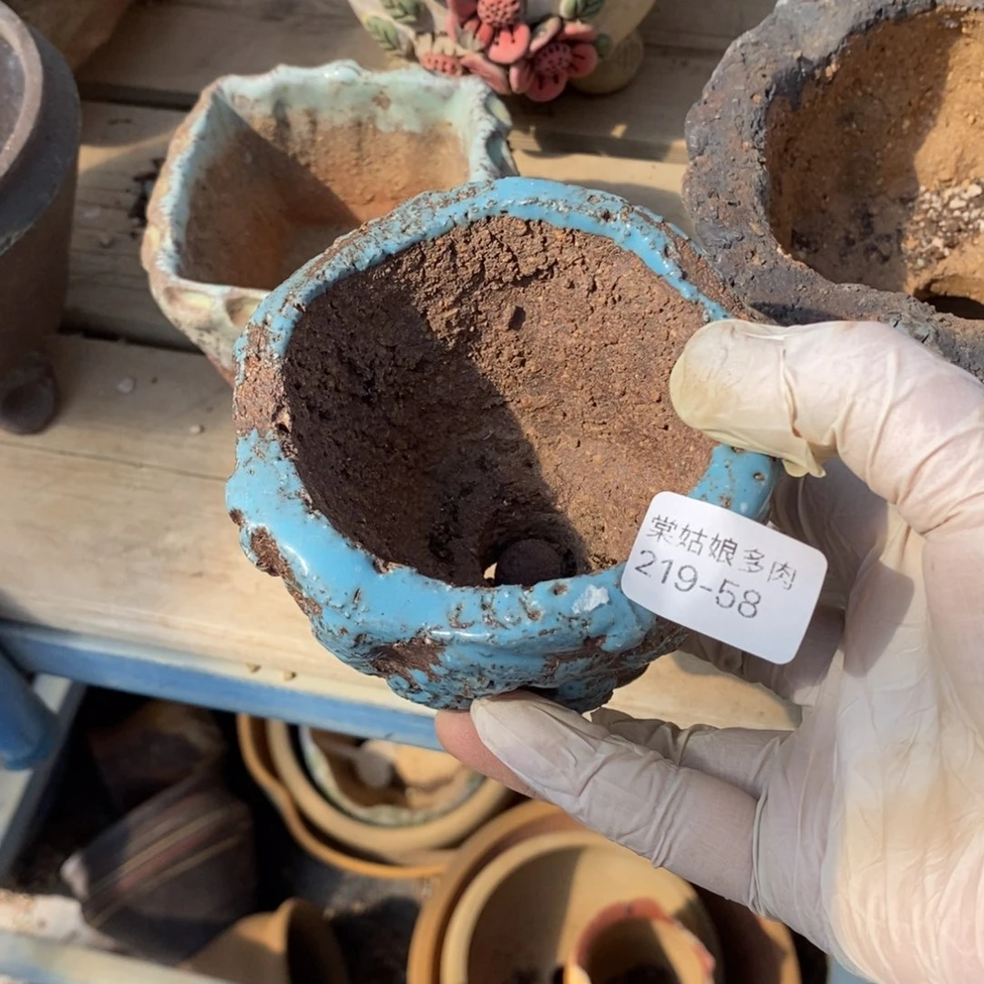 红陶芝***糕58号多肉盆一个呀