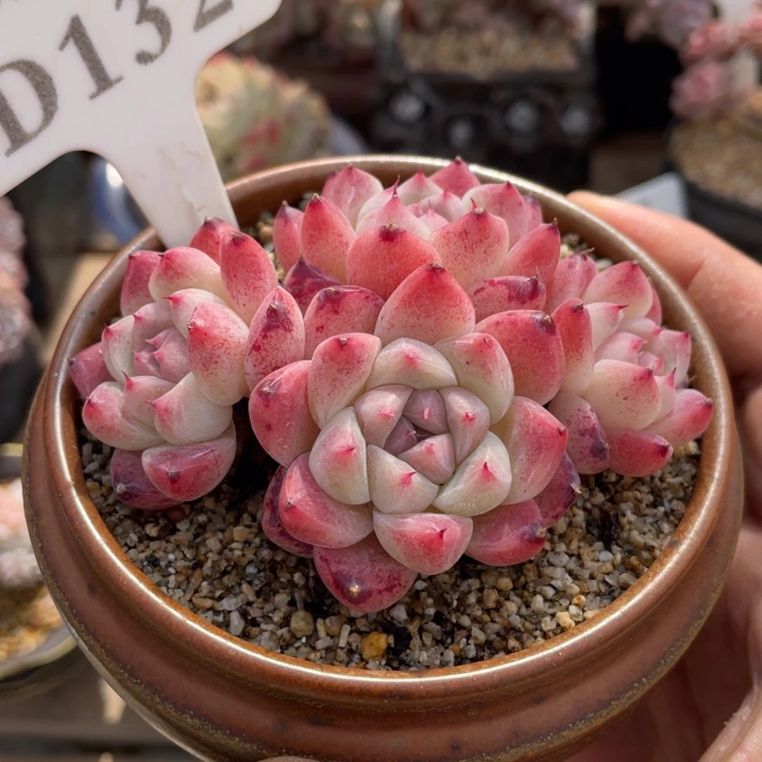 132佳人不带盆9厘米