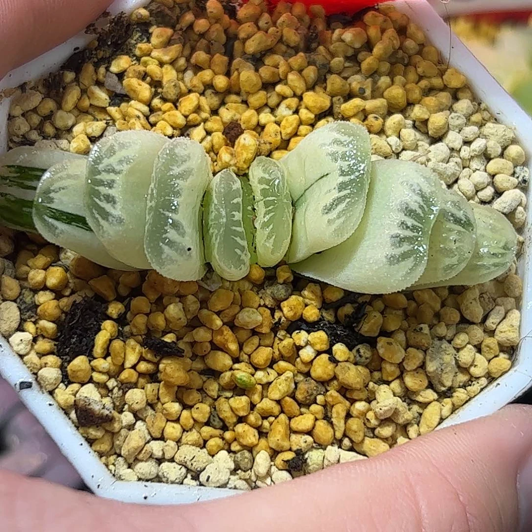 糊斑翠玉扇锦十二卷多肉植物