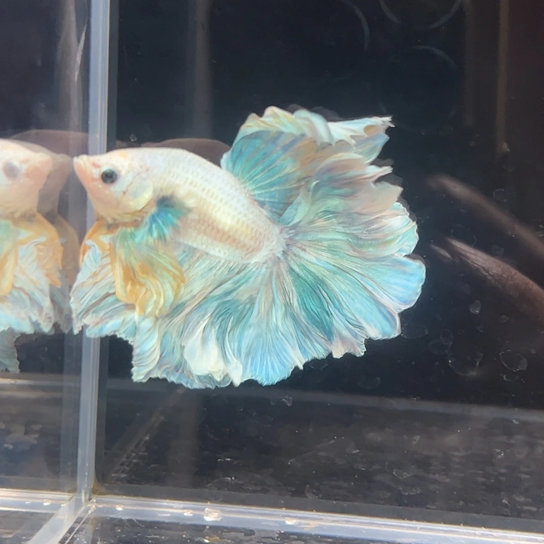 斗鱼2号柠檬海盐的味道