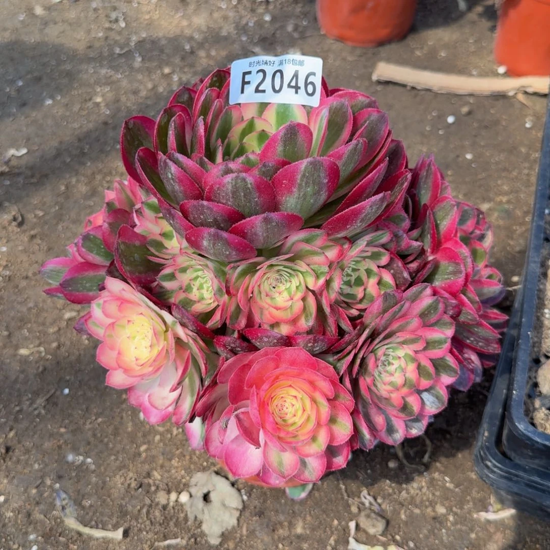 2046荔枝。多肉植物