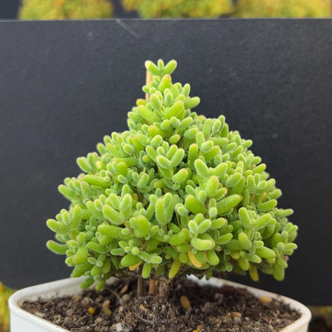 圣诞树u937蜜橘糖球冠幅7.5cm