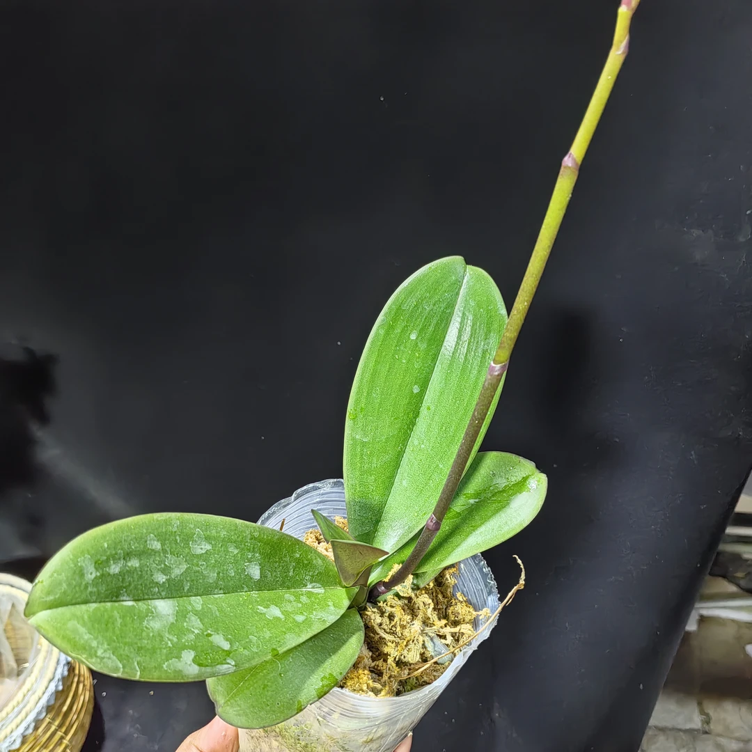 3.5 寸杯【米歇尔】大杯单颗带花剑基地直发