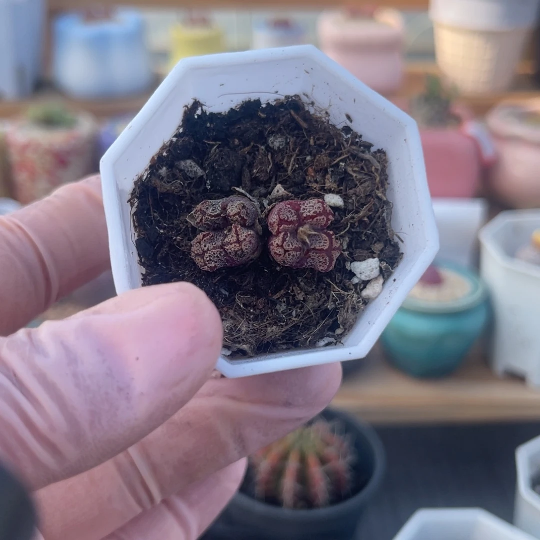 多肉植物一物一拍45