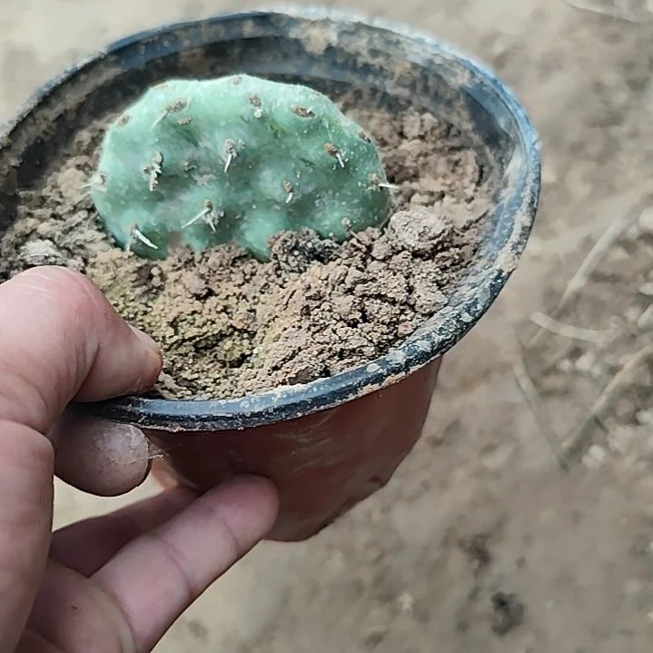 胖子硫磺仙人掌小棵