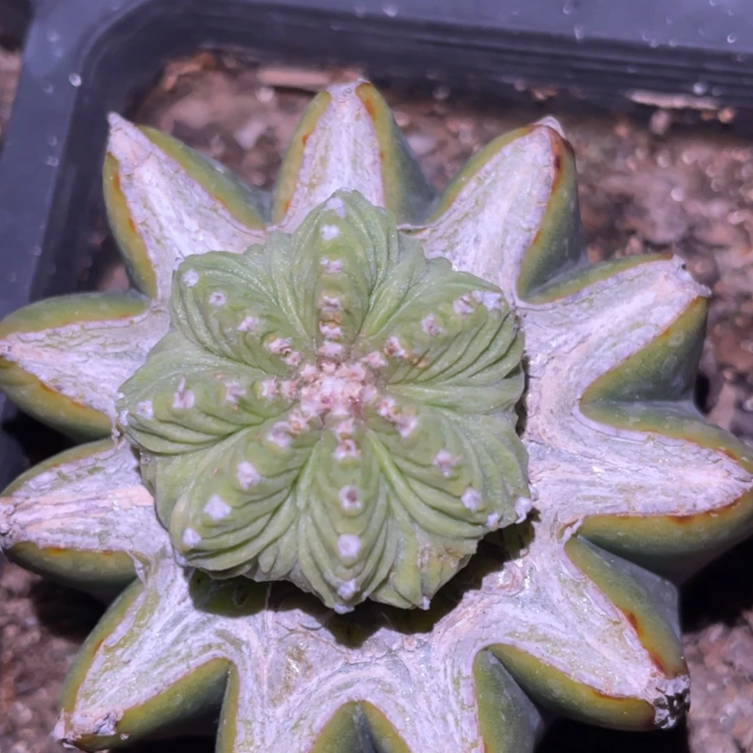 全部花朵老花笼 仙人球开花