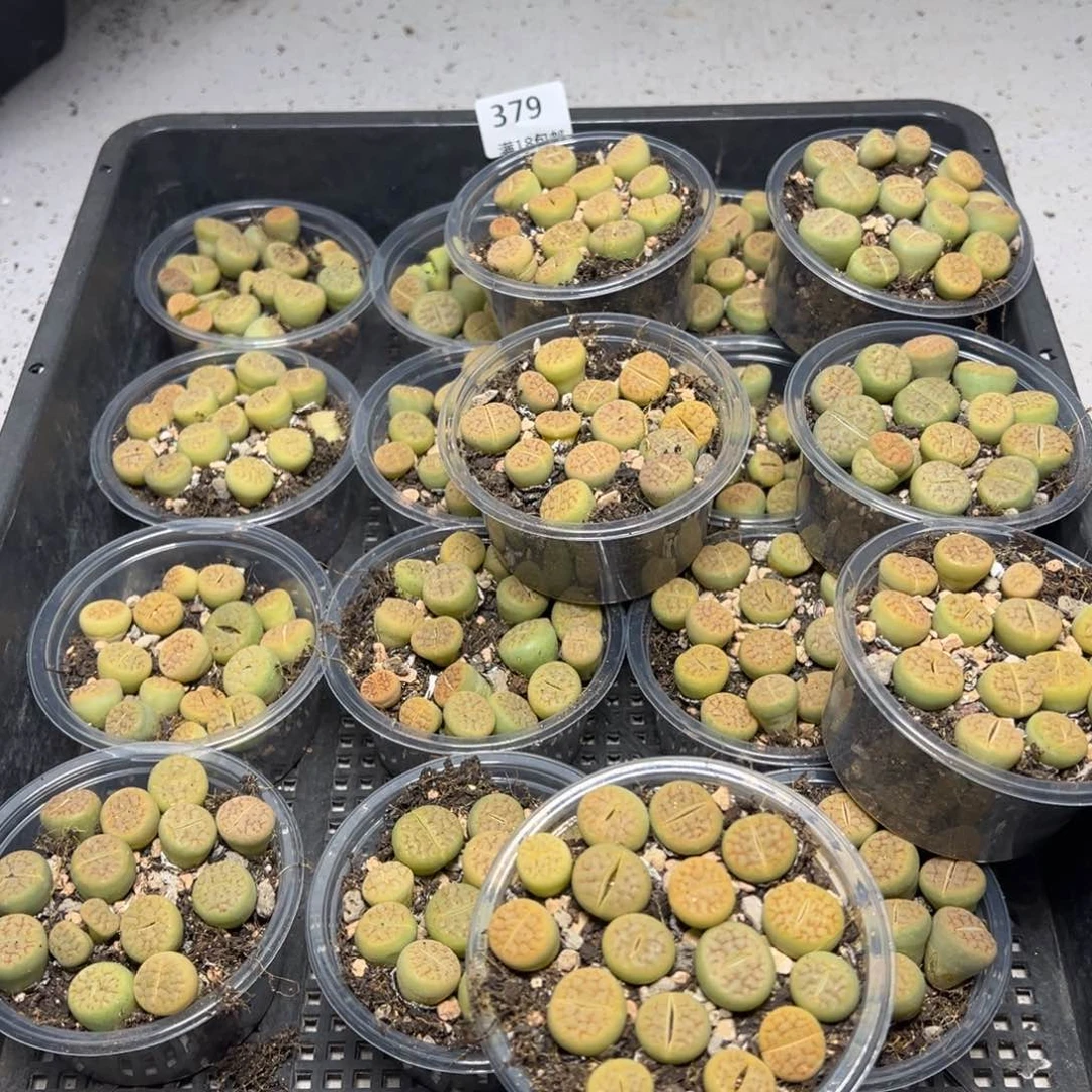 【闪购商品】379。黄绿富贵量拍 一盒。