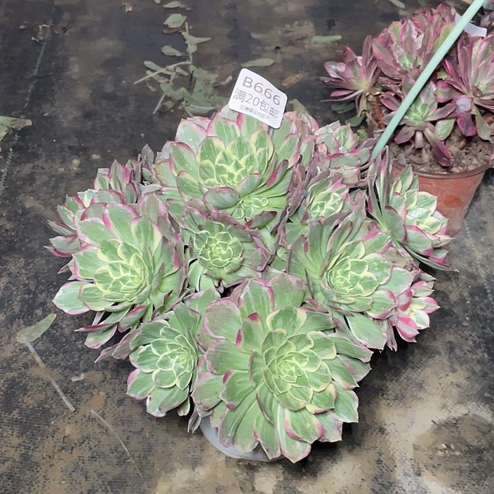 666桃美人多肉法师多肉