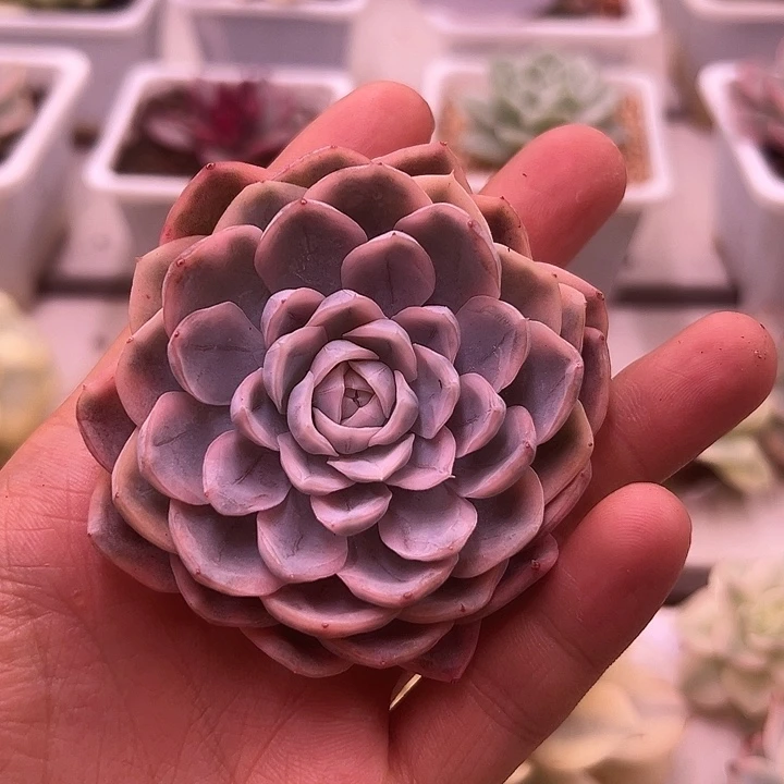 1047号雪球锦多肉植物