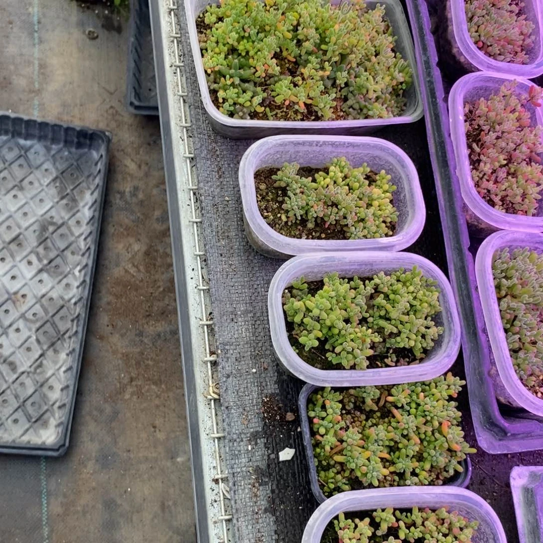 柒*柒836混合小苗。  6个。