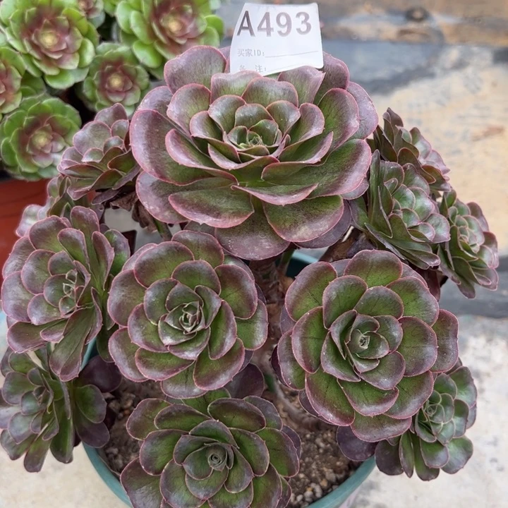 493魅金玫瑰23厘米左右