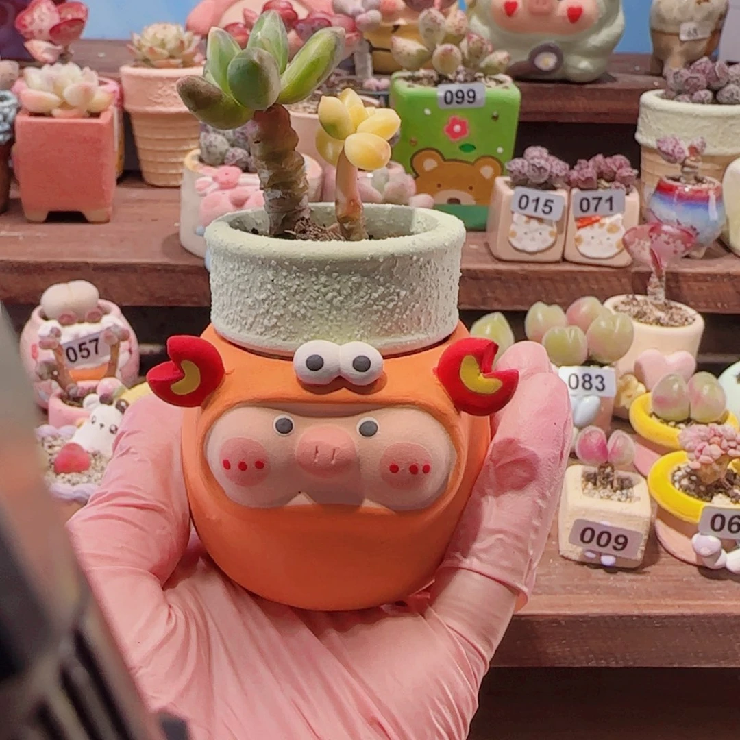 *****T天空美人锦种猪盆盆口4cm