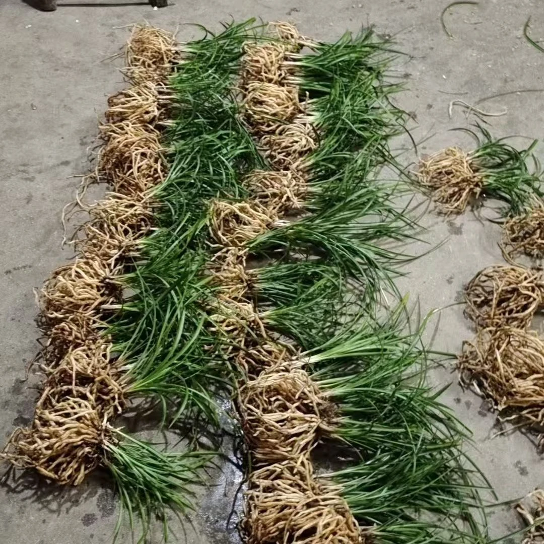 【6组合一筐】花卉盆栽人工种植好养好成活新手养殖