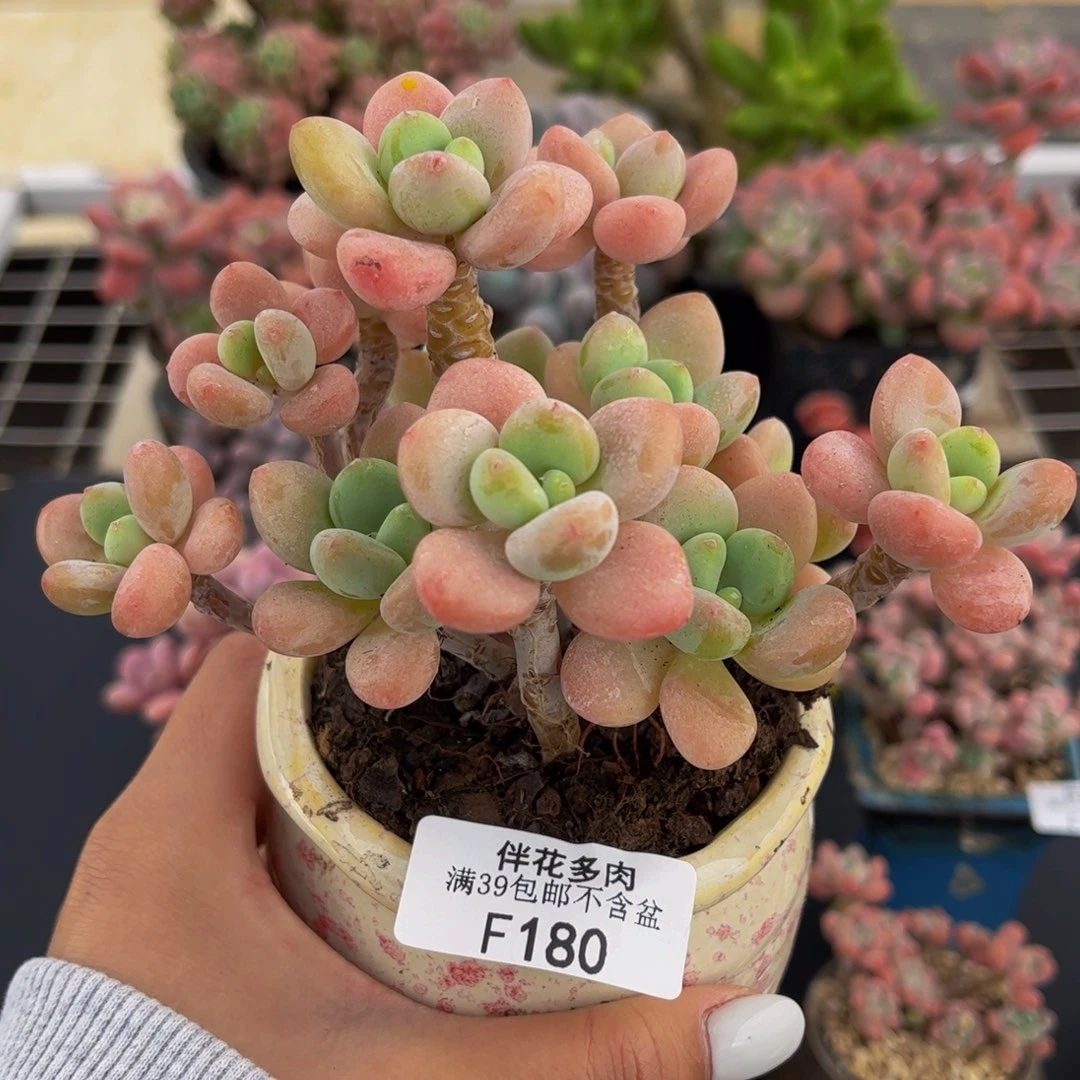 180-奶油洛神多肉10cm