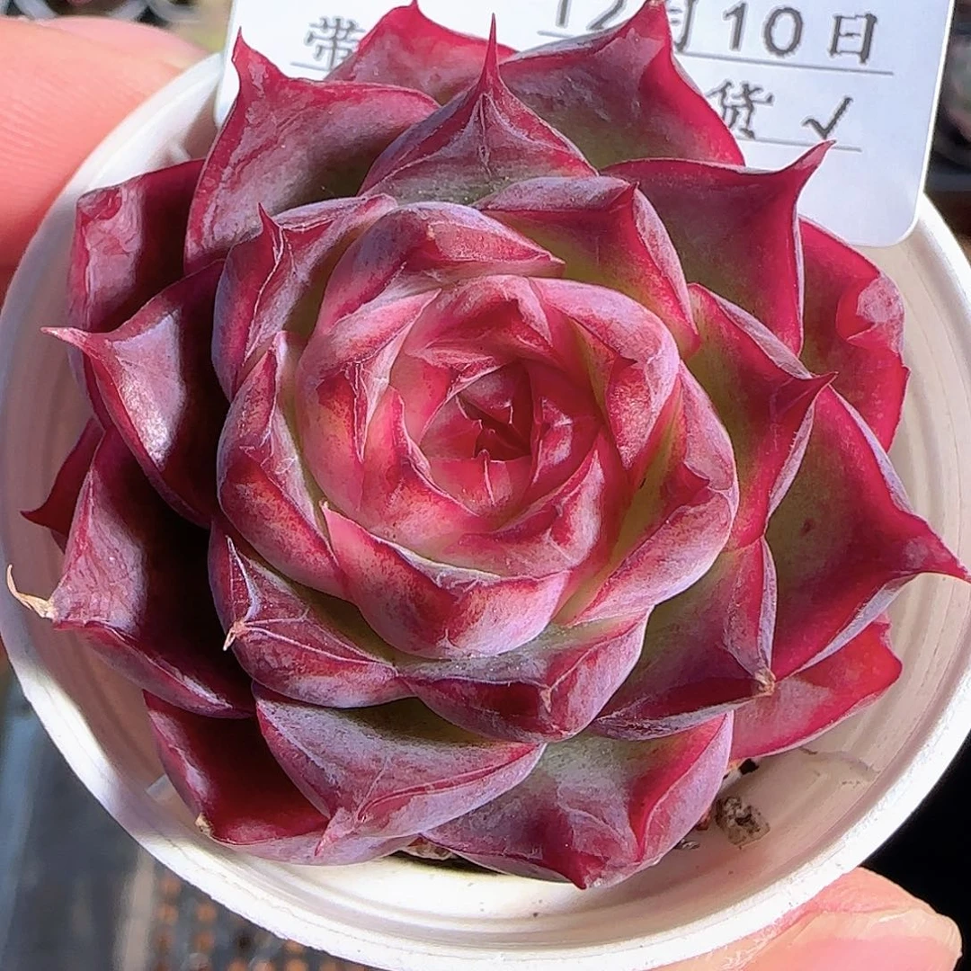 多肉1210-33女王玫瑰