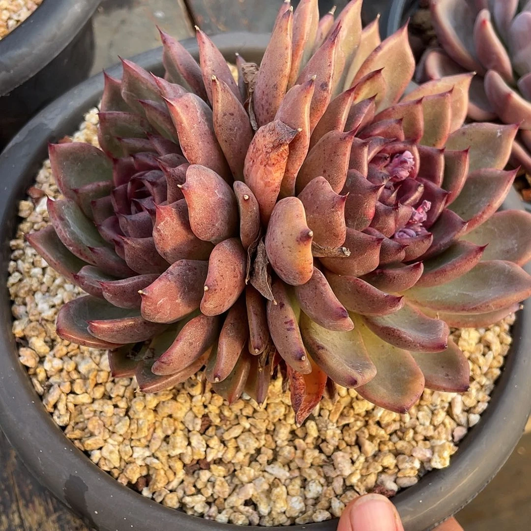 多肉植物一物一拍