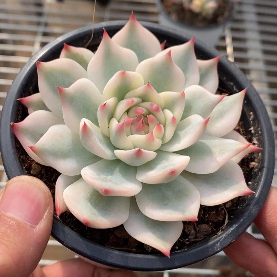 吉娃娃多肉植物8688