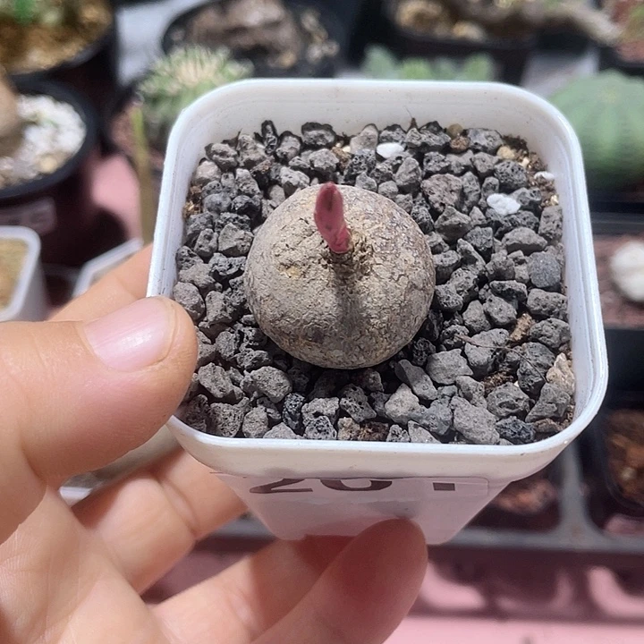 201玫瑰大戟块根，