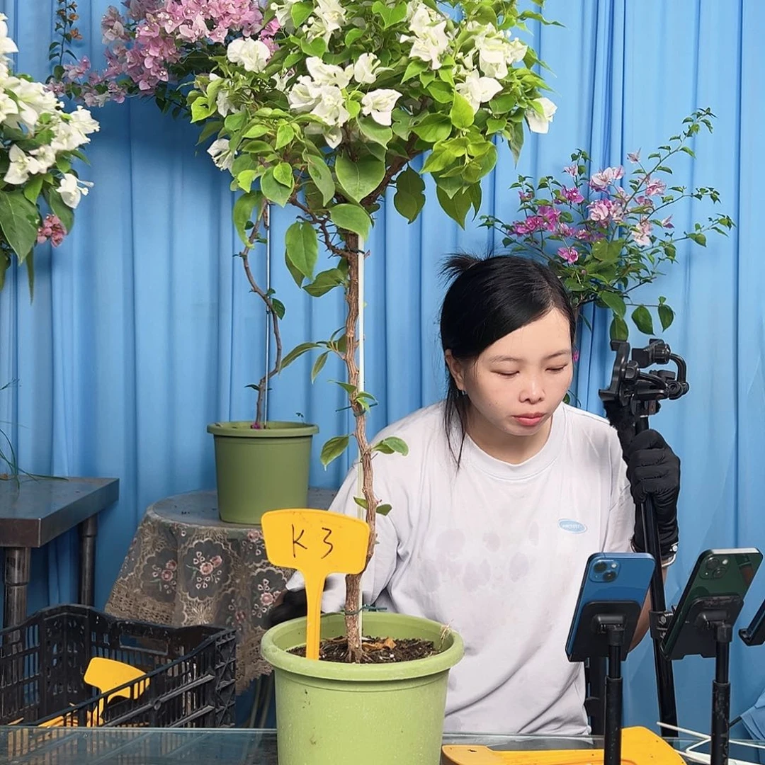 燕***飞大部分开放少量花苞K3白狐狸