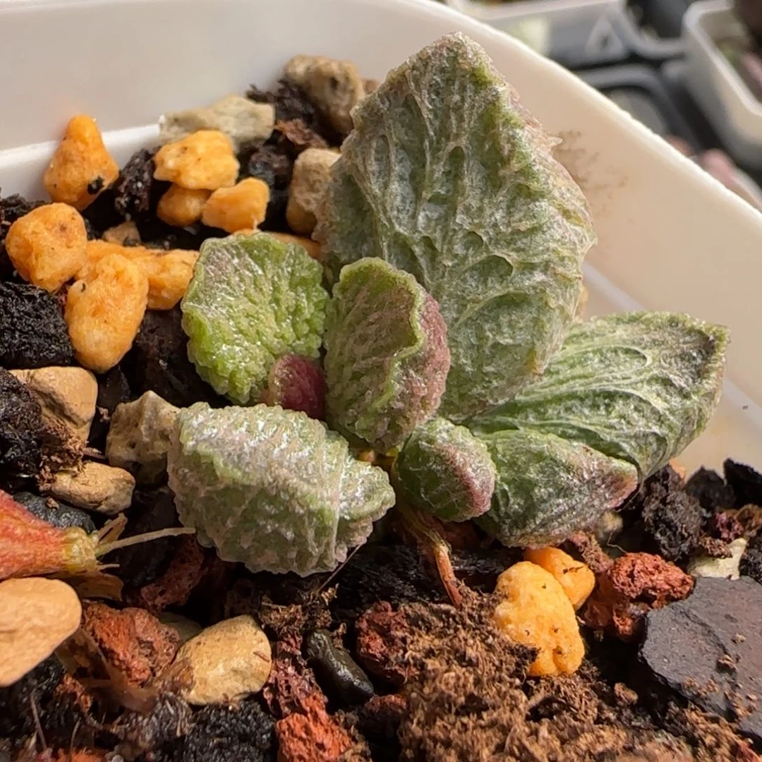 大鱼海棠水泡多肉植物