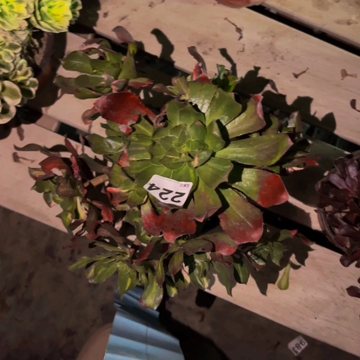 224魅影七彩多肉植物不售后中班