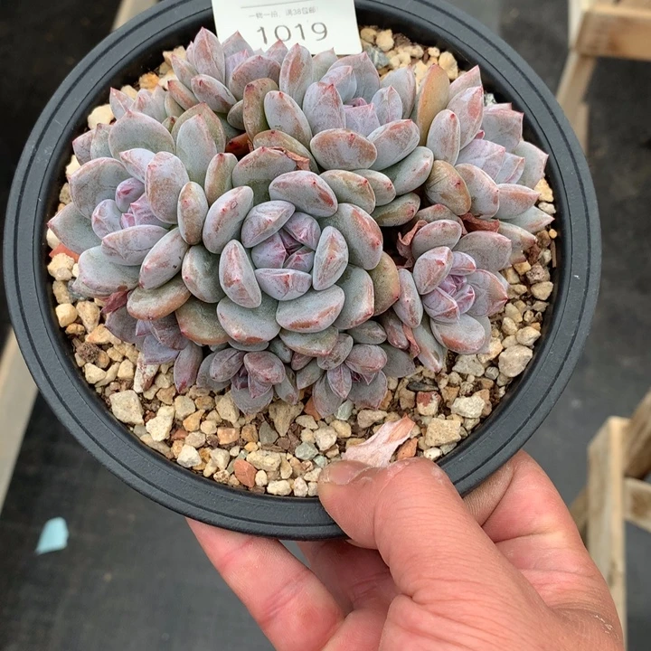 1019石榴籽星影朵朵趴地默认有砍