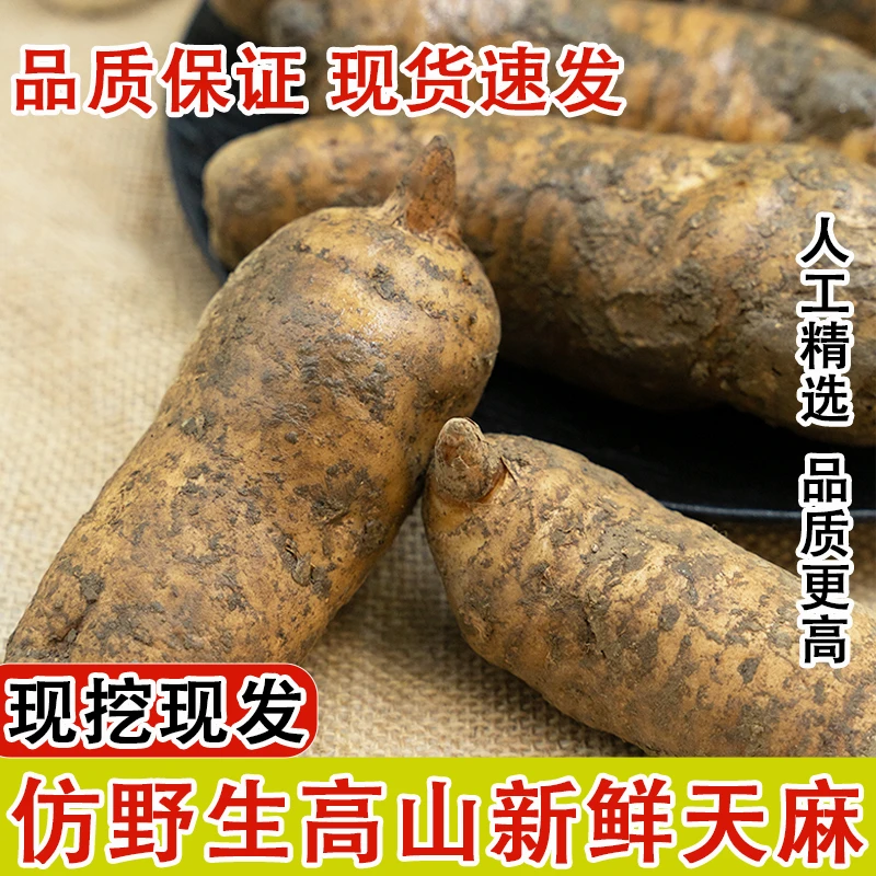 正宗贵州仿野生新鲜天麻现挖现发新鲜带泥原产地直销食用炖肉煲汤