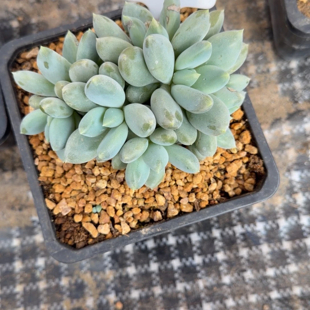 一物一拍黄胖体哥特福利款56