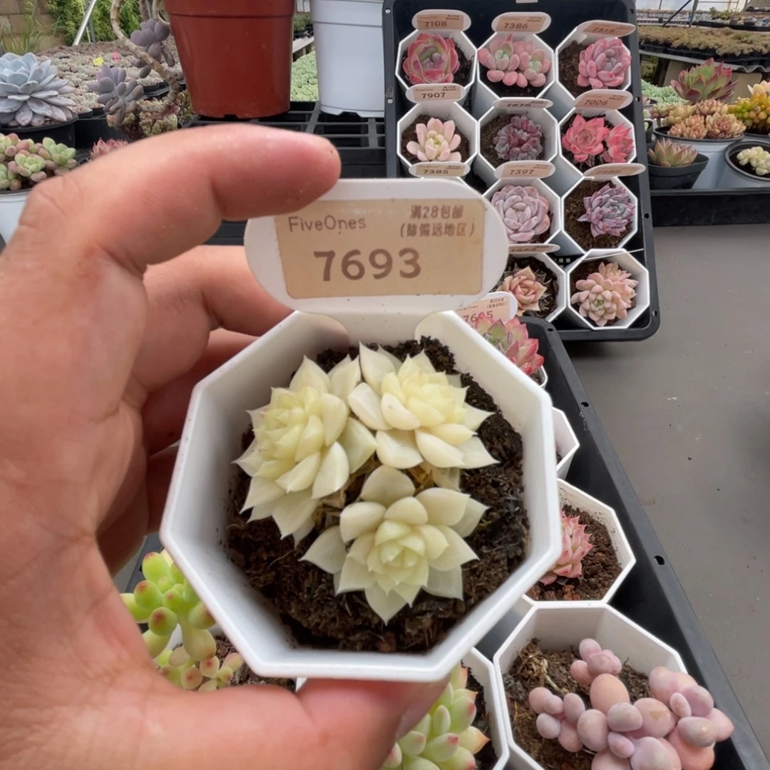 7693白天鹅4.0厘米