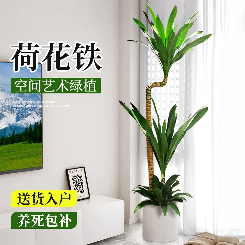 荷花铁美人客厅绿植荷兰铁盆栽龙血树室内大型植茶台招财旺宅盆栽