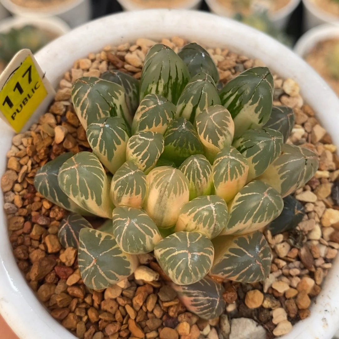 117玉露十二卷多肉植物