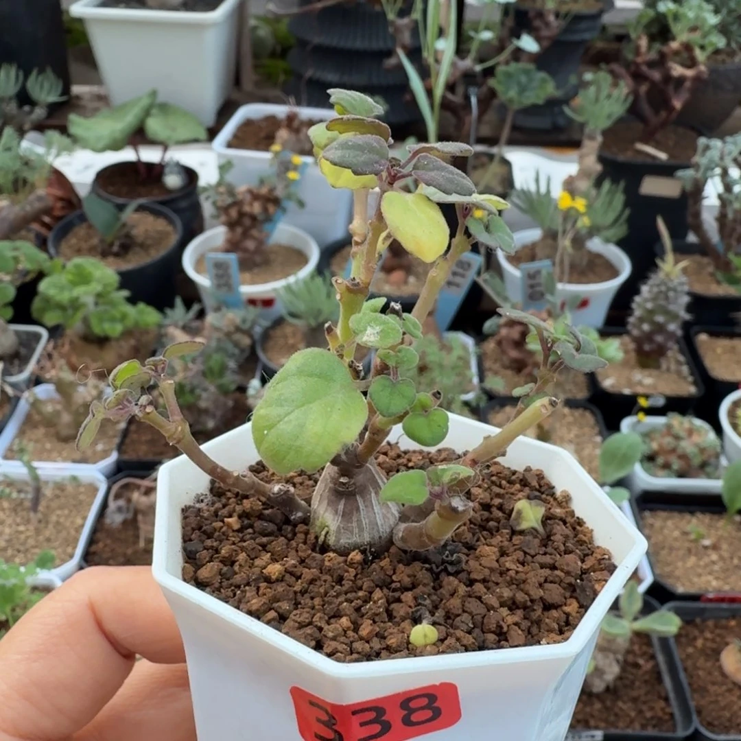 爱氏延命草338 仙人球