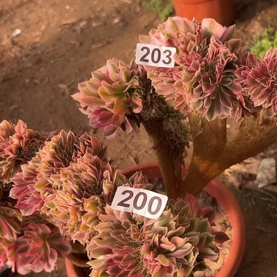 音***爱多肉植物一个女巫没售后203.200